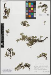 Foto von Salix serpyllifolia Scop.